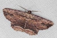 Menophra abruptaria