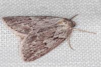 Pachycnemia hippocastanaria hippocastanaria