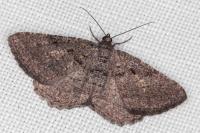 Rhoptria asperaria