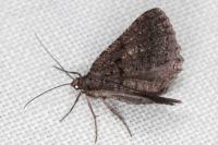 Rhoptria asperaria