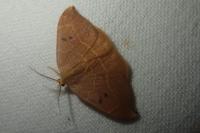 Watsonalla binaria