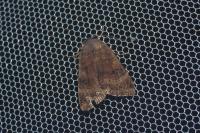 Noctua janthe/janthina
