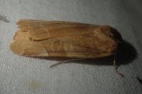 Noctua fimbriata
