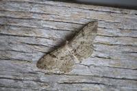 Peribatodes rhomboidaria rhomboidaria