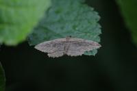Philereme transversata