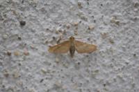 Endotricha flammealis