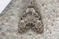 Meganola strigula