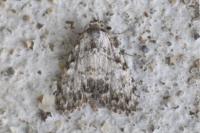 Meganola strigula