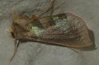 Diachrysia chrysitis
