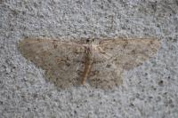 Hypomecis punctinalis