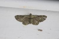 Pasiphila rectangulata