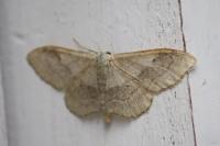 Idaea aversata