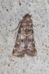 Dioryctria sylvestrella