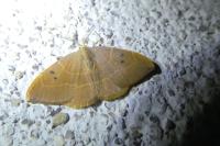 Watsonalla binaria