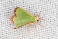 Eucrostes indigenata