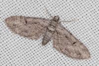 Eupithecia pauxillaria
