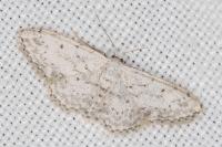Idaea seriata