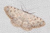Scopula submutata roseonitens