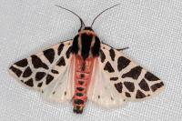 Cymbalophora pudica