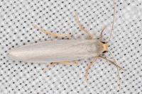 Indalia uniola