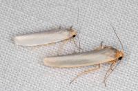 Indalia uniola
