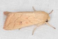Mythimna vitellina