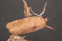 Noctua fimbriata/tirrenica