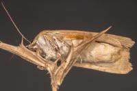 Noctua fimbriata/tirrenica