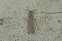 Collita griseola