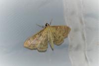 Patania ruralis