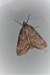 Pachycnemia hippocastanaria hippocastanaria