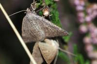 Pachycnemia tibiaria tibiaria