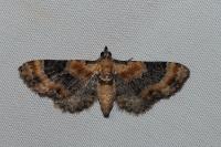 Eupithecia linariata