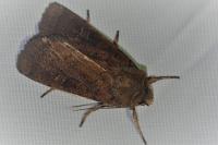 Xestia xanthographa