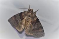 Cymatophorina diluta