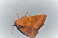 Atethmia centrago
