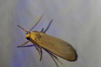 Katha depressa