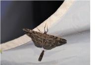 Peribatodes rhomboidaria rhomboidaria