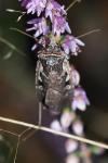 Xestia agathina