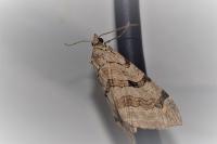 Aplocera plagiata