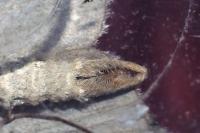 Aplocera plagiata