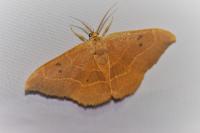 Watsonalla binaria