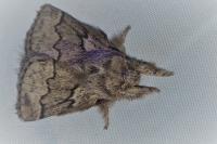 Trichiura crataegi