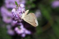 Scotopteryx peribolata