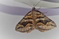 Scotopteryx peribolata