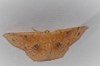 Cyclophora porata