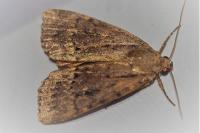 Amphipyra