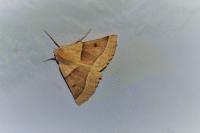 Crocallis elinguaria