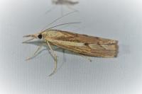 Agriphila geniculea