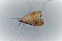 Evergestis forficalis